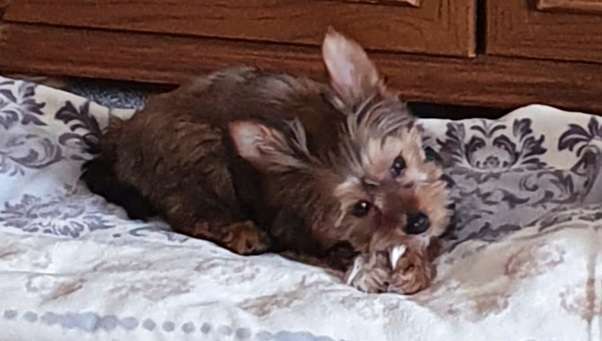 Welpen Bilder !-Beitrag-Bild