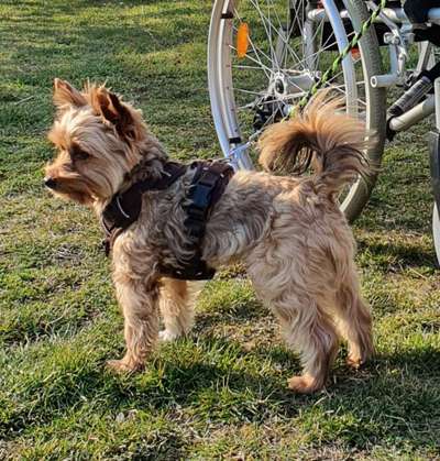 yorkshire Terrier austausch-Beitrag-Bild