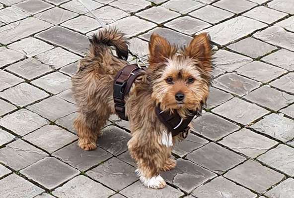 Yorkshire Terrier-Beitrag-Bild