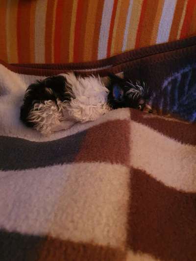 CHALLENGE NR. 19 - Der Hundeblick-Beitrag-Bild