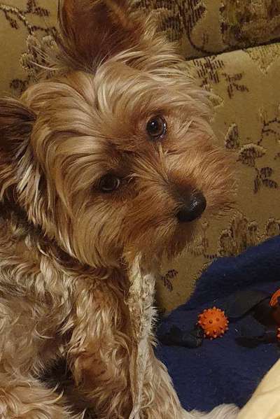 Die besten Hundeblicke 🐾❤️-Beitrag-Bild