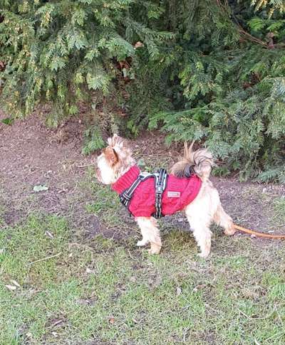 Yorkshire Terrier-Beitrag-Bild