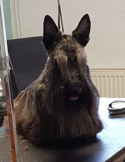 Seltene Rassen!-Beitrag-Bild