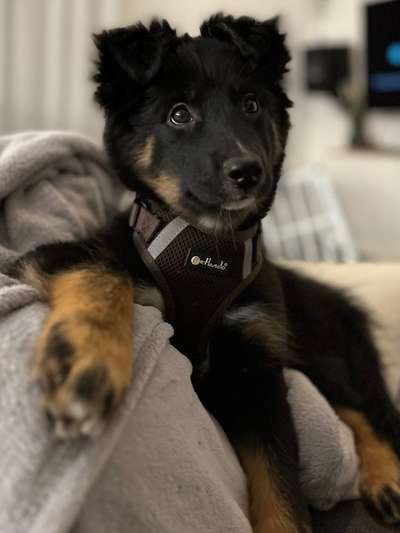 Mischlinge raten - Rätselspaß-Beitrag-Bild