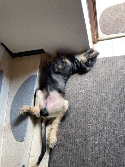 Dogorama Photo Challenge - Zeigt her eure Bäuche-Beitrag-Bild