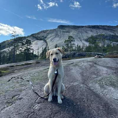 Hundetreffen-Spielpartner gesucht 🐾-Bild