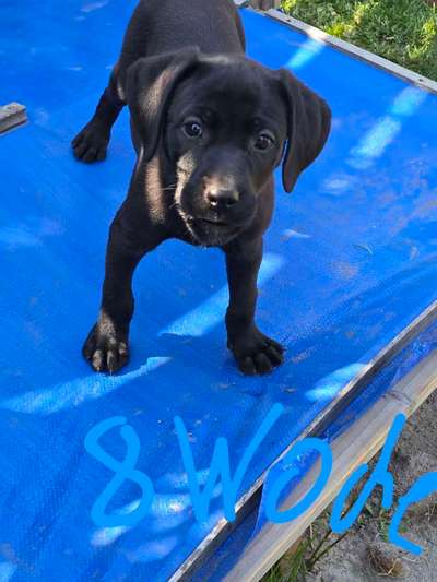 Hundetreffen-Welpen Treffen und Junghunde-Bild