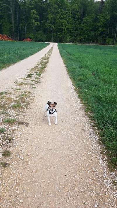 Hundetreffen-Social Walks & Spielrunden-Bild