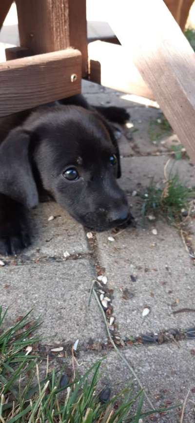 Welpen Bilder !-Beitrag-Bild