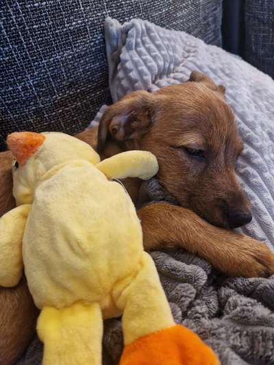 Hundetreffen-Welpen treffen Ansbach-Bild