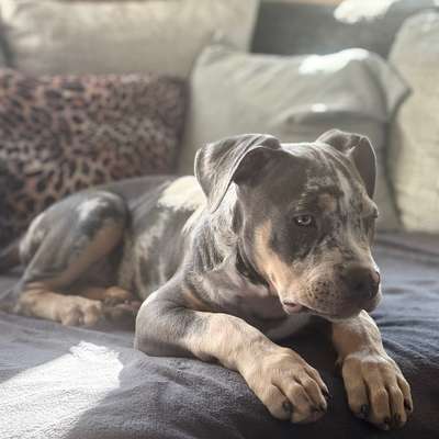 Hundetreffen-Gassi-/Spielrunden-Bild