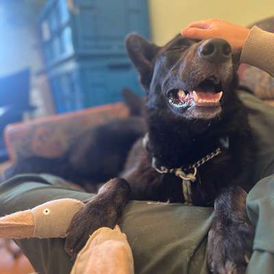 Hundetreffen-Gassi- und Trainingspartner gesucht :)-Bild