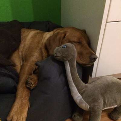 Hundetreffen-Wilma sucht jemanden zum spielen-Bild
