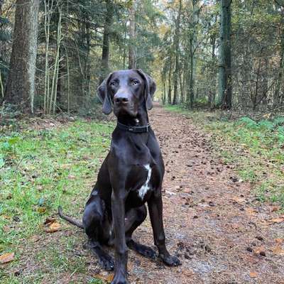 Hundetreffen-Gemeinsamer Spaziergang und Training inkl Spielen-Bild