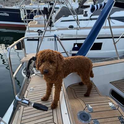 Hundetreffen-Spiel oder Gassirundentreffen-Bild