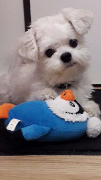 Wie kamst du zu deinem Hund?-Beitrag-Bild