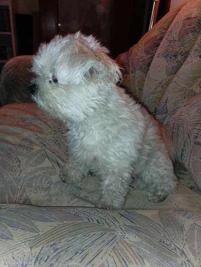 Unsere Fellnasen-Vielfalt im Überblick!-Beitrag-Bild