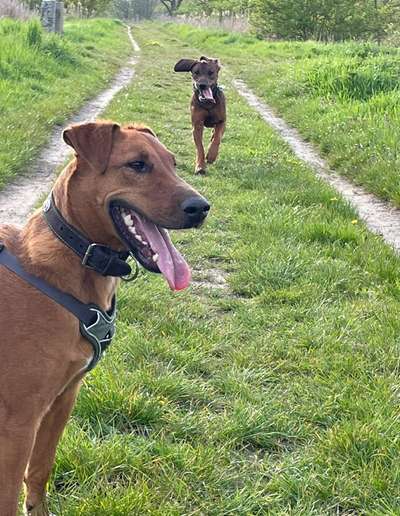 Immer der Nase nach - die schönsten Jagdhund-Bilder-Beitrag-Bild