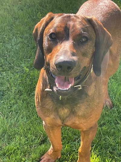 Immer der Nase nach - die schönsten Jagdhund-Bilder-Beitrag-Bild