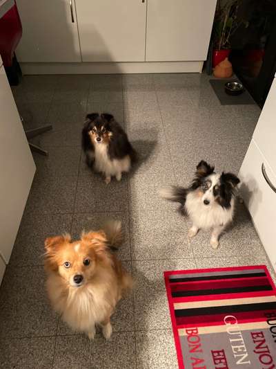 Hundetreffen-Gassi Service gesucht-Bild