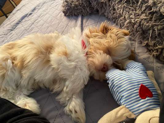 Havaneser dabei?:)-Beitrag-Bild