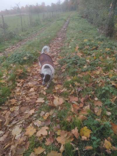 Kleidung für den Labrador?-Beitrag-Bild