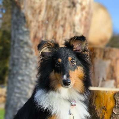 Hundetreffen-Junghunde Spiel und Gassifreunde-Profilbild