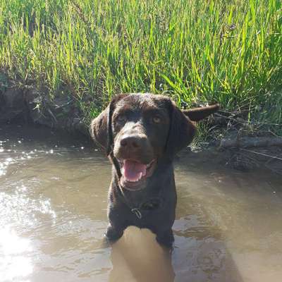 Hundetreffen-Gassirunde Weinstadt-Bild