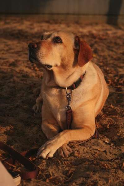 Unsere Fellnasen im Regenbogenland-Beitrag-Bild