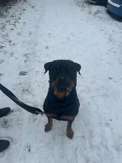 Hundetreffen-Spielrunde/Gassirunde-Bild