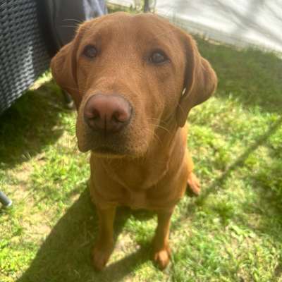 Hundetreffen-Gassi & Spielen-Profilbild