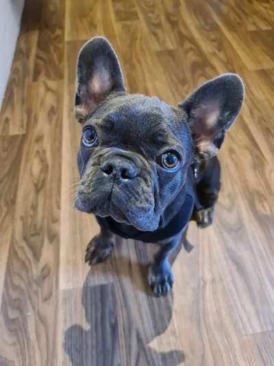 Französische Bulldoggen-Beitrag-Bild