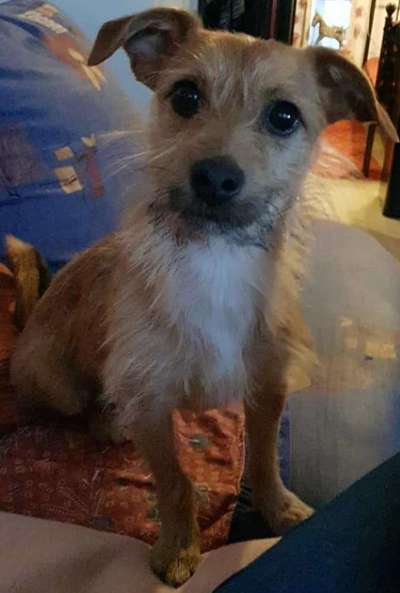 Mischlingshunde Foto Aufruf-Beitrag-Bild