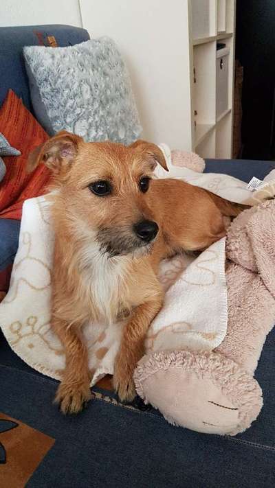 Mischlingshunde Foto Aufruf-Beitrag-Bild