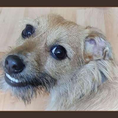 Die Dogorama Kalender Challenge Titelbild-Beitrag-Bild