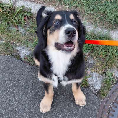 Hundetreffen-Gassirunde-Bild