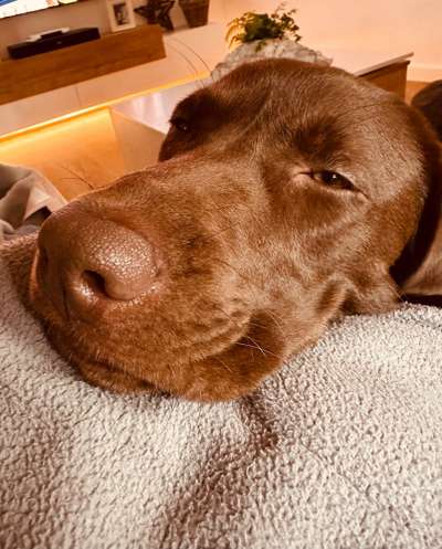 Hundebilder-Beitrag-Bild