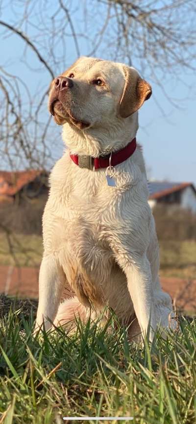 Zeigt mal die schönsten Bilder von euren Hunden !-Beitrag-Bild