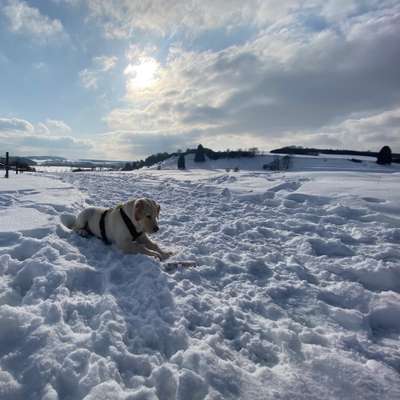 Welpen Bilder !-Beitrag-Bild