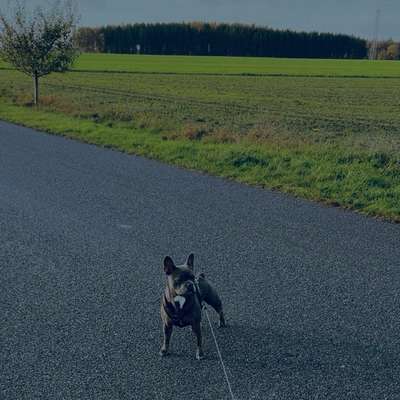 Hundetreffen-Gemeinsame Spaziergänge oder Spieltreffen-Bild