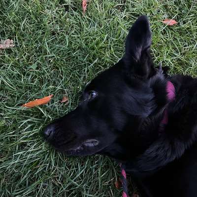 Hundetreffen-Spazieren und anschließendes Spielen-Bild