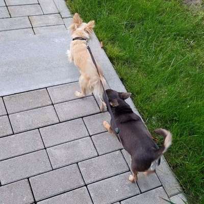 Hundetreffen-Gassi & Spieltreff in Niederzier/Oberzier-Bild