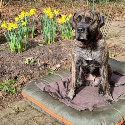 Presa Canario-Beitrag-Bild