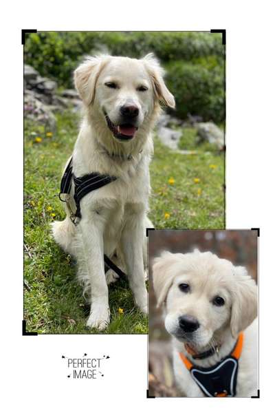 Welpenfotos-Beitrag-Bild