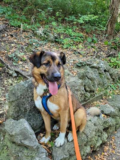 TierschutzhundeStammtisch🐕-Beitrag-Bild