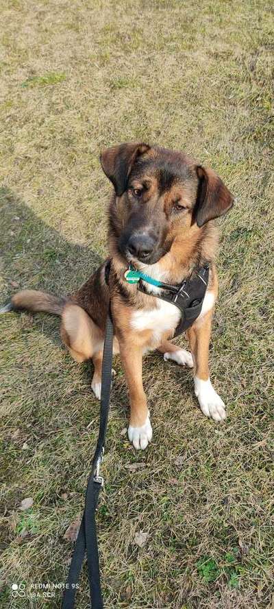 Auslandstierschutz-Beitrag-Bild