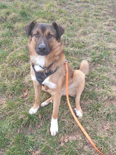 Auslandstierschutz-Beitrag-Bild