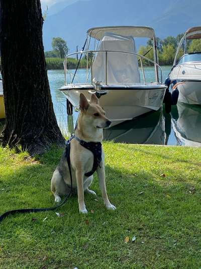 Hundetreffen-Neuer Freund für Allie-Bild