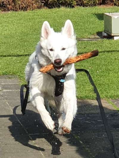 Die Dogorama Kalender Challenge 4/4-Beitrag-Bild