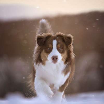 Hundetreffen-Spielkameraden gesucht-Bild